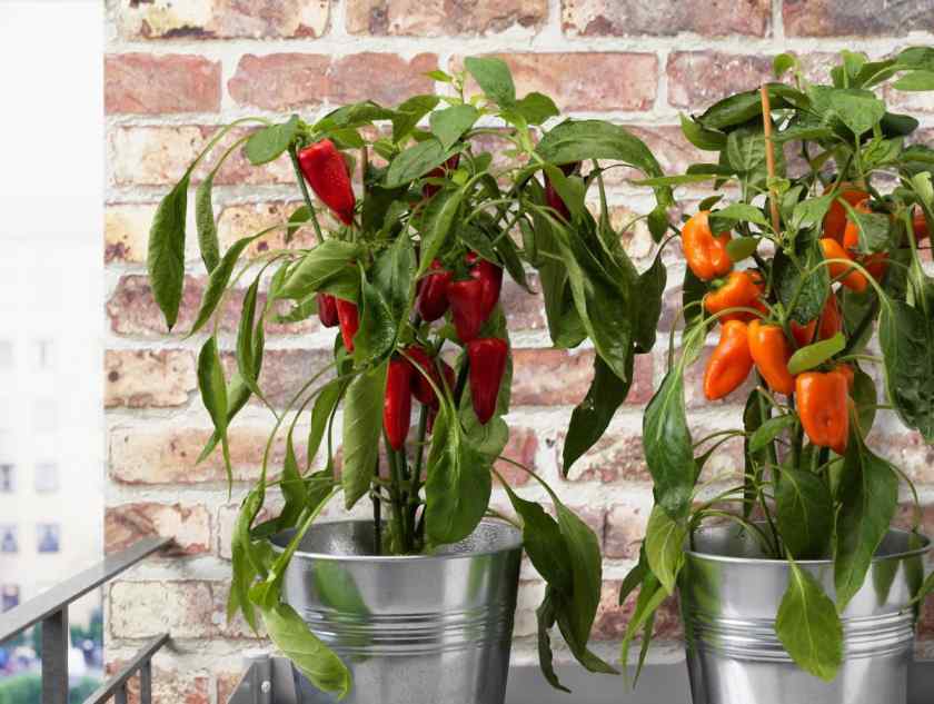 Какие овощи и фрукты можно выращивать в домашних условиях?