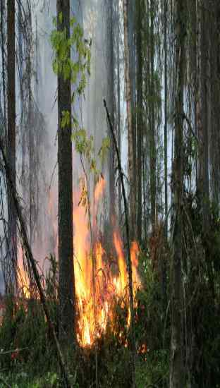 пожары лес