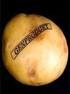 ГМО картофель, трансгенный