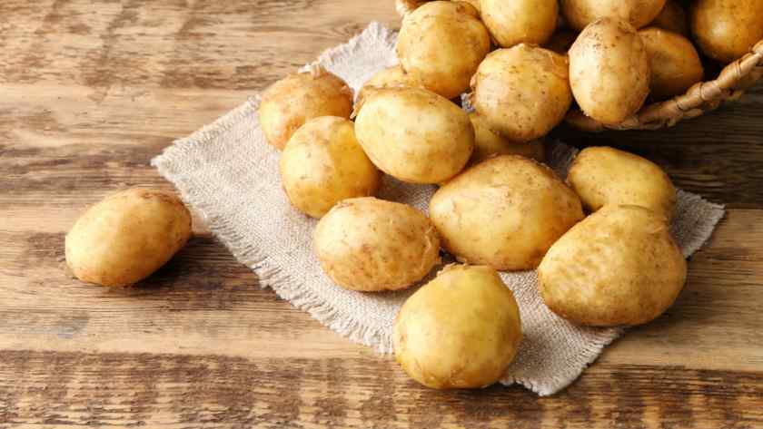 Лучшие сорта картофеля для Беларуси: Янка