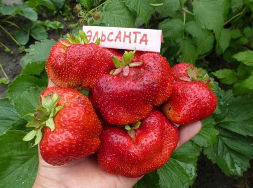 Самые лучшие сорта клубники в Беларуси