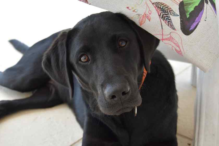 Лабрадор ретривер - порода собак для квартиры