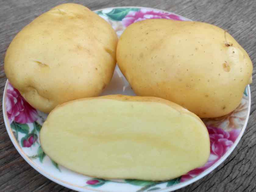 Лучшие сорта картофеля для Беларуси: Дельфин
