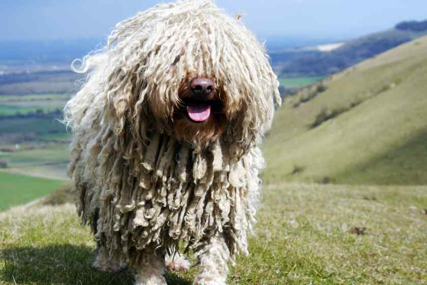 Гипоаллергенные собаки для аллергиков: Венгерская овчарка