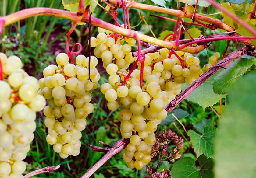 Лучшие сорта винограда для Беларуси: Супага
