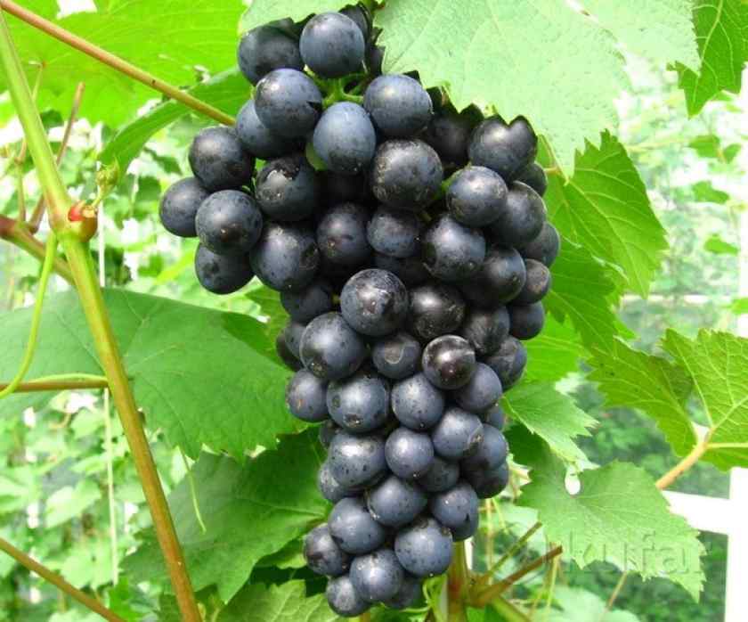 Лучшие сорта винограда в Беларуси: Космос
