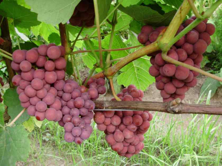 Лучшие сорта винограда в Беларуси: Лепсна