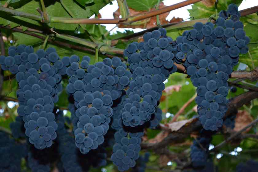 Лучшие сорта винограда в Беларуси: Маркетт