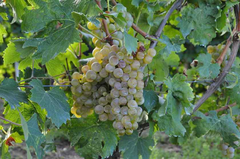 Лучшие сорта винограда для Белоруссии: Бианка