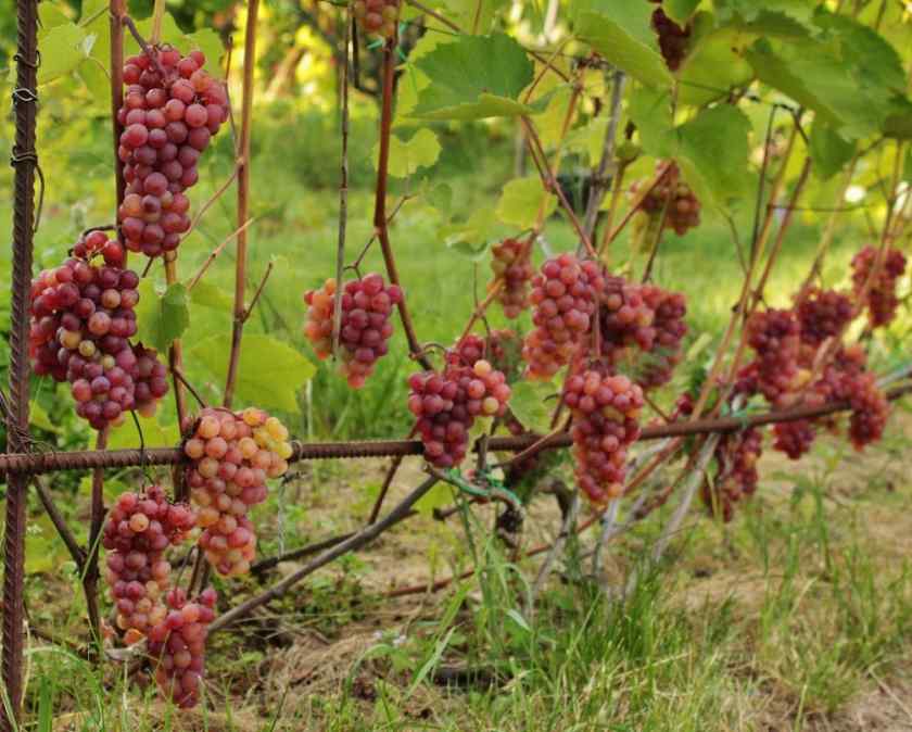 Лучшие сорта винограда для Белоруссии: Соммерсет Сидлис