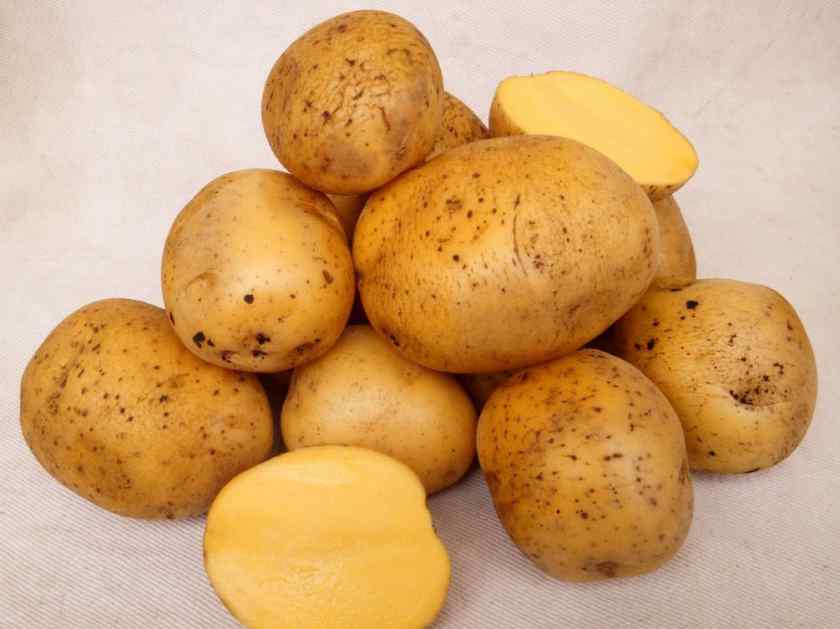 Лучшие сорта картофеля для Беларуси: Гала