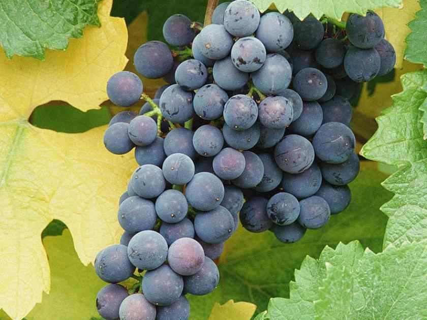 Лучшие сорта винограда для Беларуси: Альфа