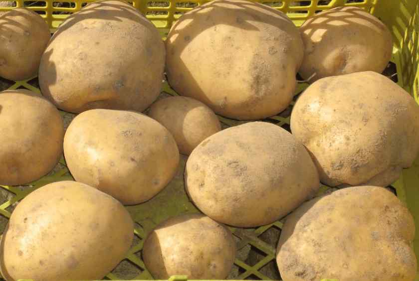 Лучшие сорта картофеля для Беларуси: Веснянка