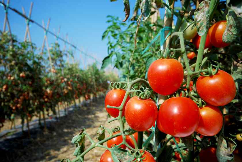 Когда высаживать помидоры в открытый грунт?