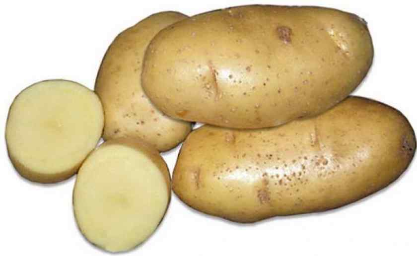 Лучшие сорта картофеля для Беларуси: Рагнеда