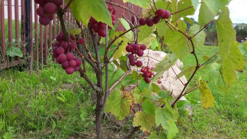 Лучшие сорта винограда: Лепсна