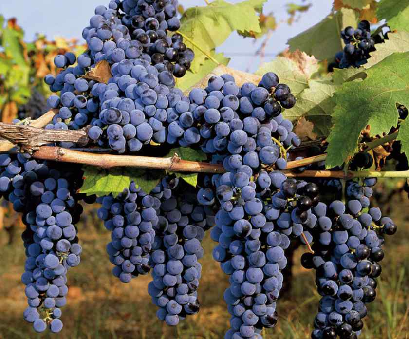 Лучшие сорта винограда для Беларуси: Маршал Фош