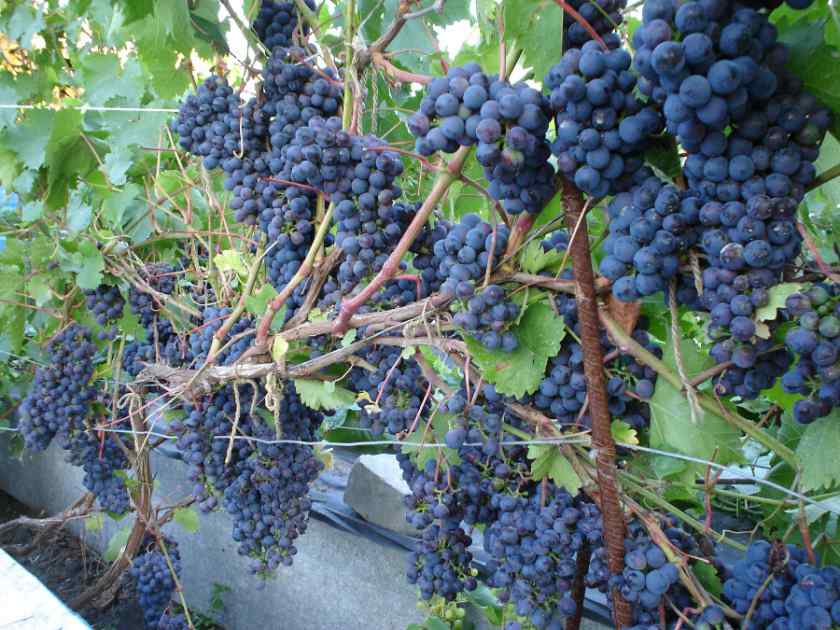 Лучшие сорта винограда для Беларуси: Космос