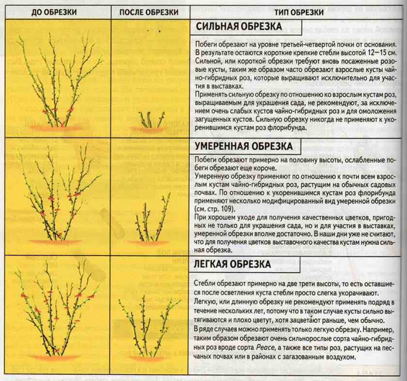 Как правильно обрезать розы на зиму