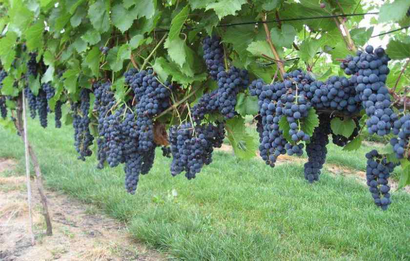 Лучшие сорта винограда для Беларуси: Маркетт