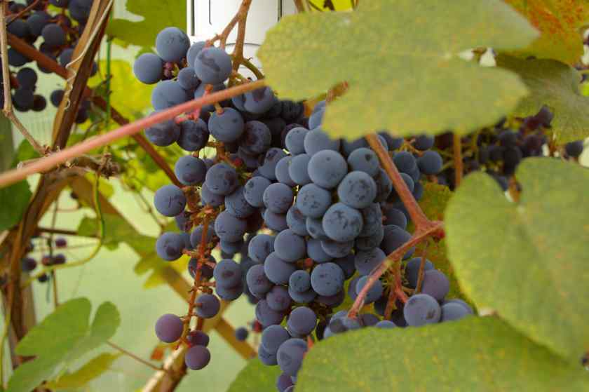 Лучшие сорта винограда для Булоруссии: Супага