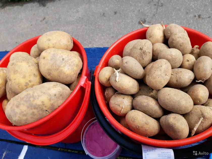 Лучшие сорта картофеля для Беларуси: Скарб