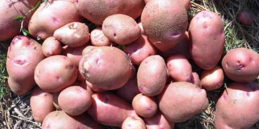Лучшие сорта картофеля для Беларуси: Зарница