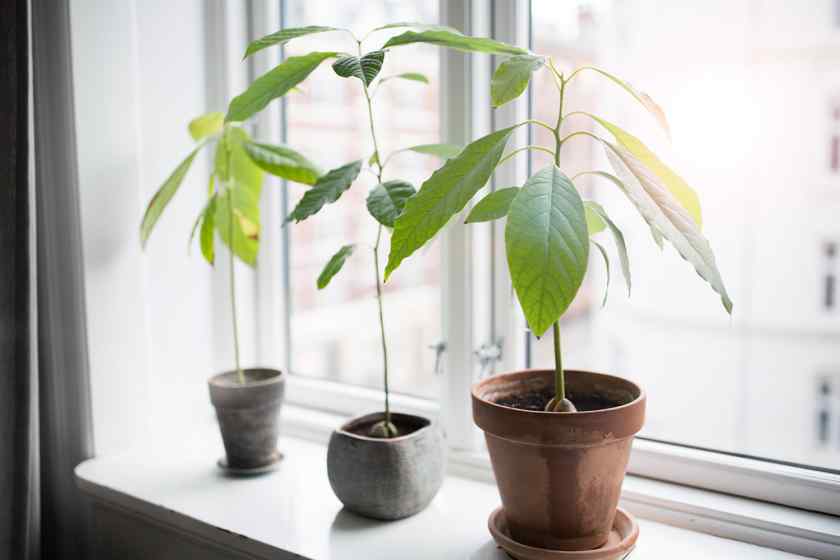 Как вырастить авокадо из косточки в домашних условиях: посадка,  проращивание, уход