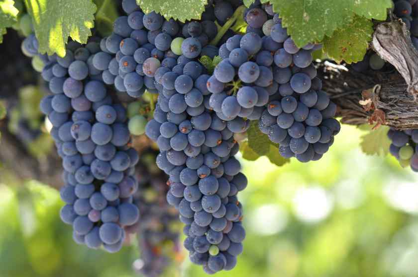 Лучшие сорта винограда в Беларуси: Супага
