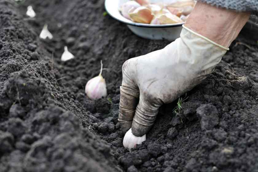 Подготовка почвы для посадки чеснока весной