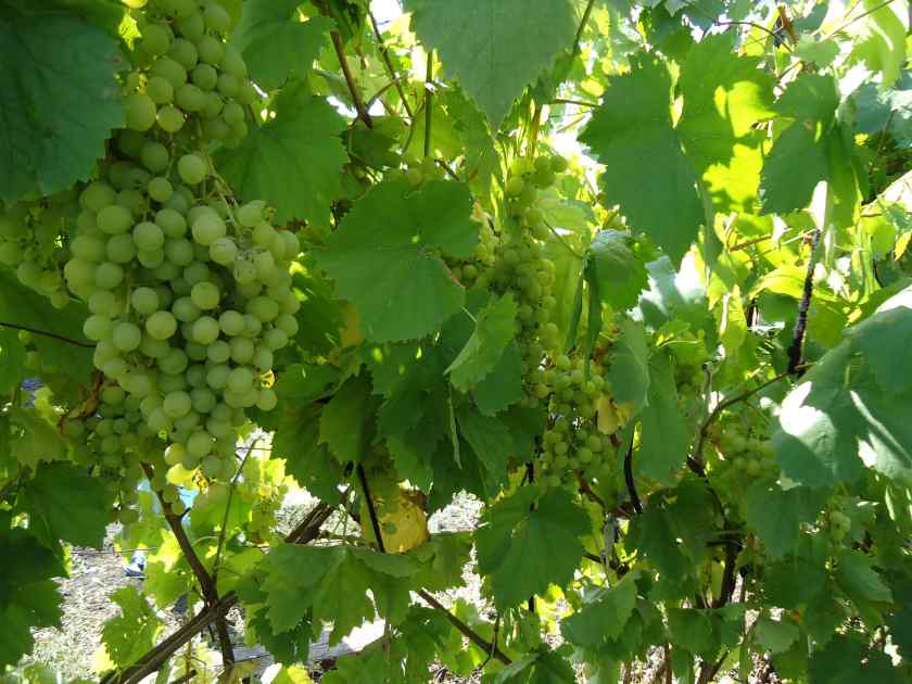 Лучшие сорта винограда для Беларуси: Алешенькин