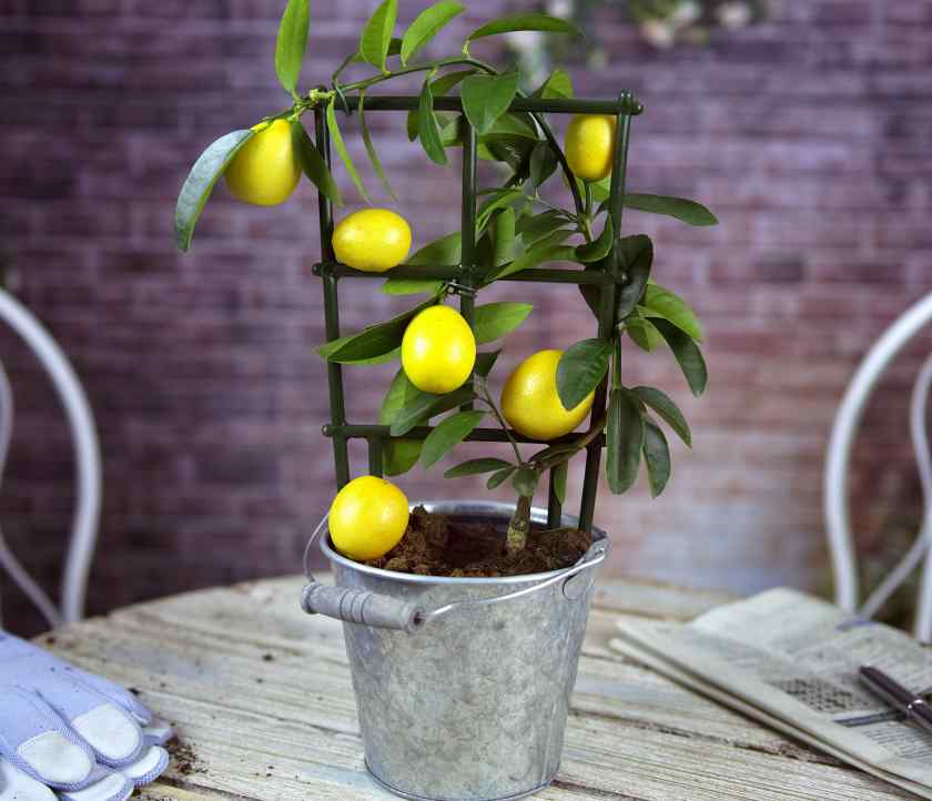 10 простых шагов, чтобы вырастить авокадо из семян дома