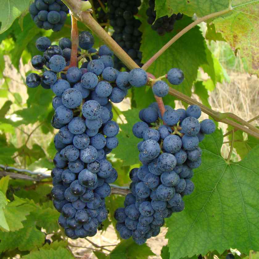 Лучшие сорта винограда: Маршал Фош
