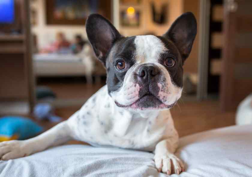 Маленькие породы собак: Французский бульдог