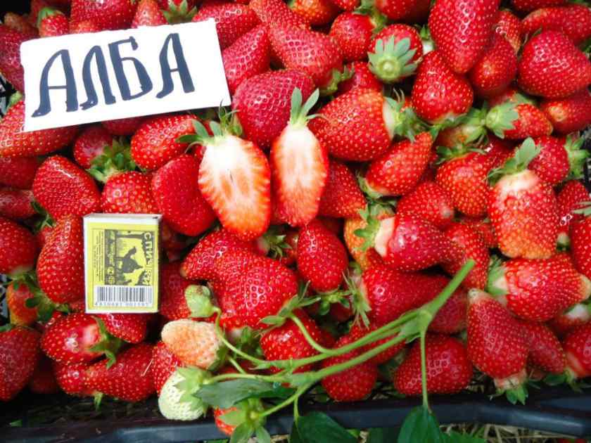 Лучшие урожайные сорта для Беларуси