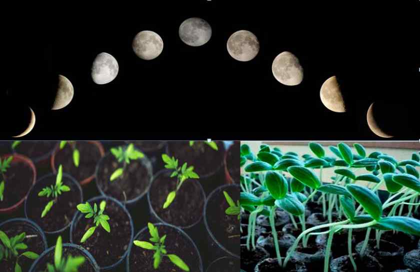 Пересадка комнатных растений по лунному календарю 2020-2021