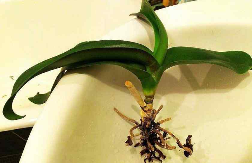 Пересадка комнатной орхидеи в новый горшок