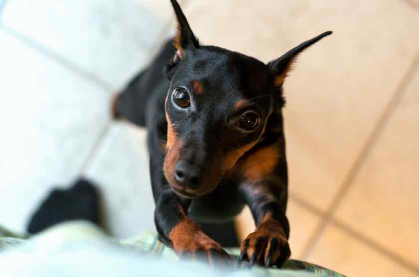 Маленькие породы собак: Цвергпинчер