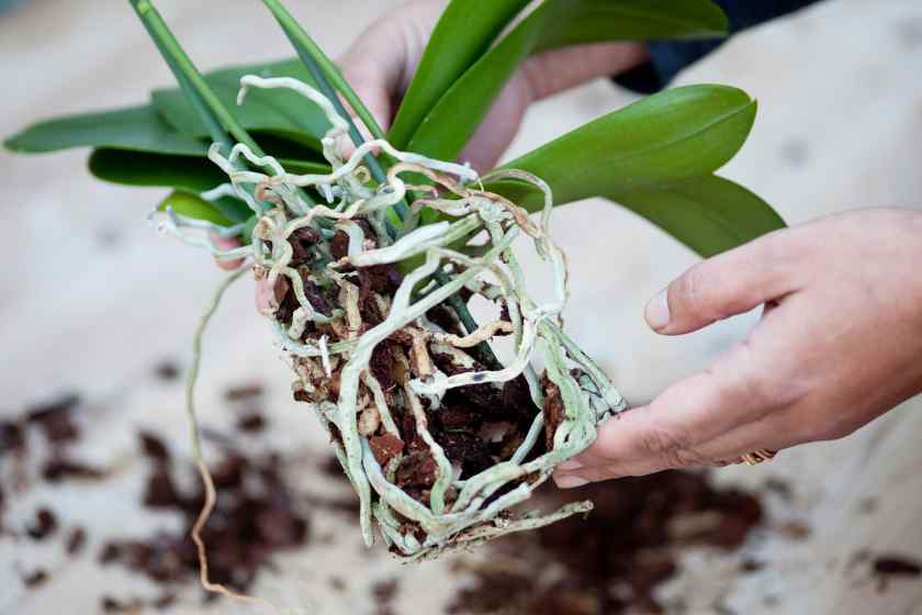 Пошаговая инструкция по пересадке орхидей