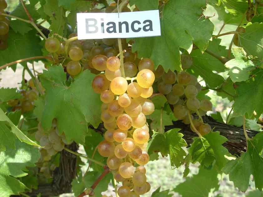 Лучшие сорта винограда в Беларуси: Бианка