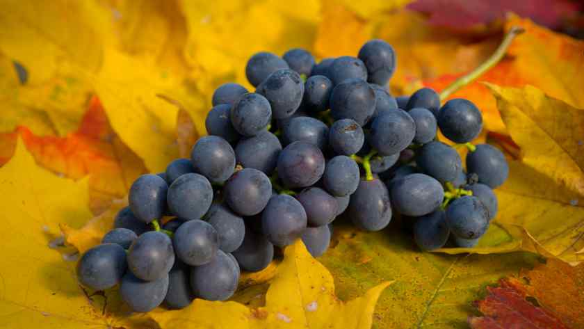 Лучшие сорта винограда в Беларуси: Агат Донской
