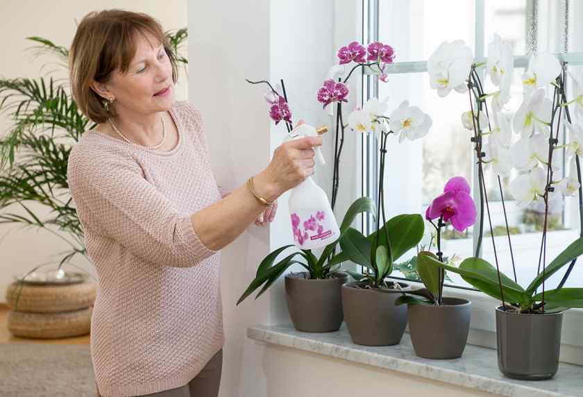 Как поливать домашние орхидеи?