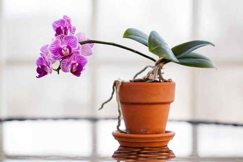 Полив орхидеи в домашних условиях