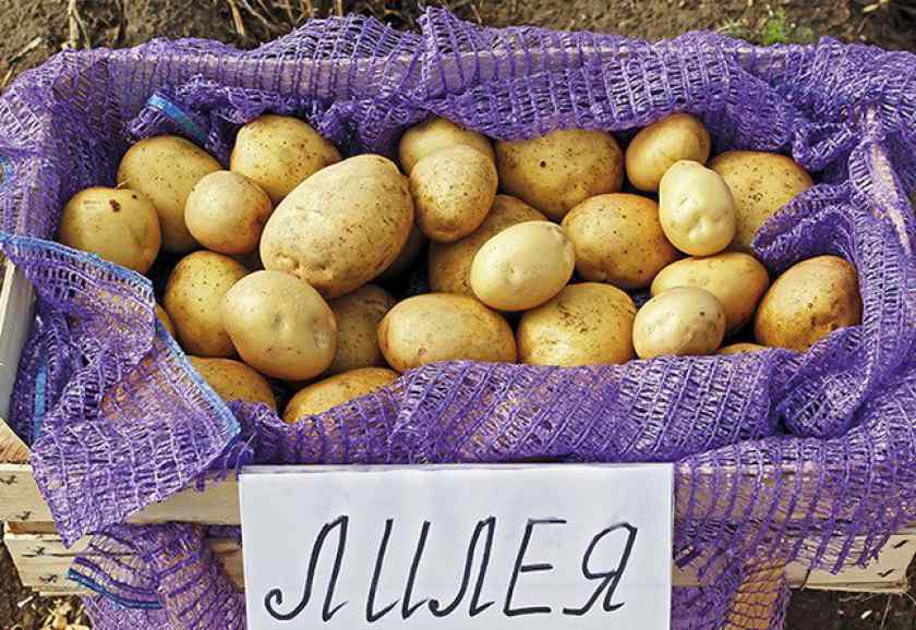 Лучшие сорта картофеля для Беларуси: Лилея