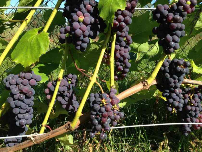 Лучшие сорта винограда в Беларуси: Альфа