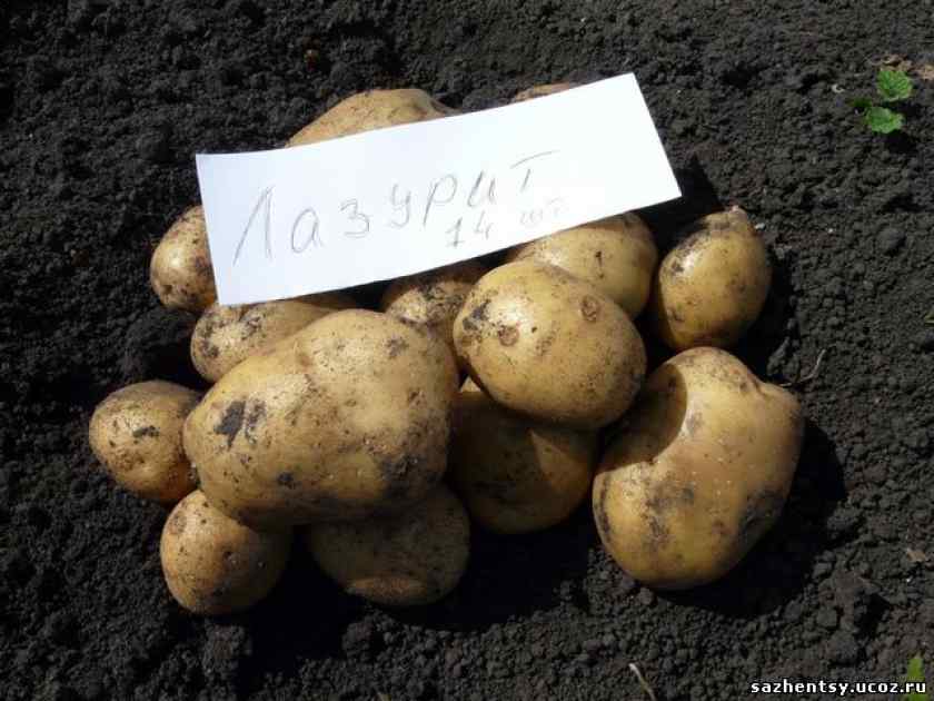 Лучшие сорта картофеля для Беларуси: Лазурит