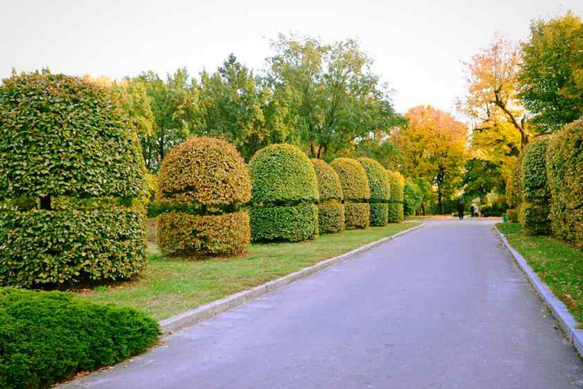 Ботанический сад Беларуси