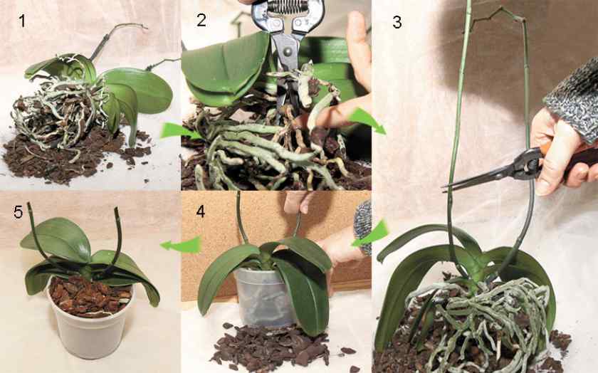Как пересадить орхидею