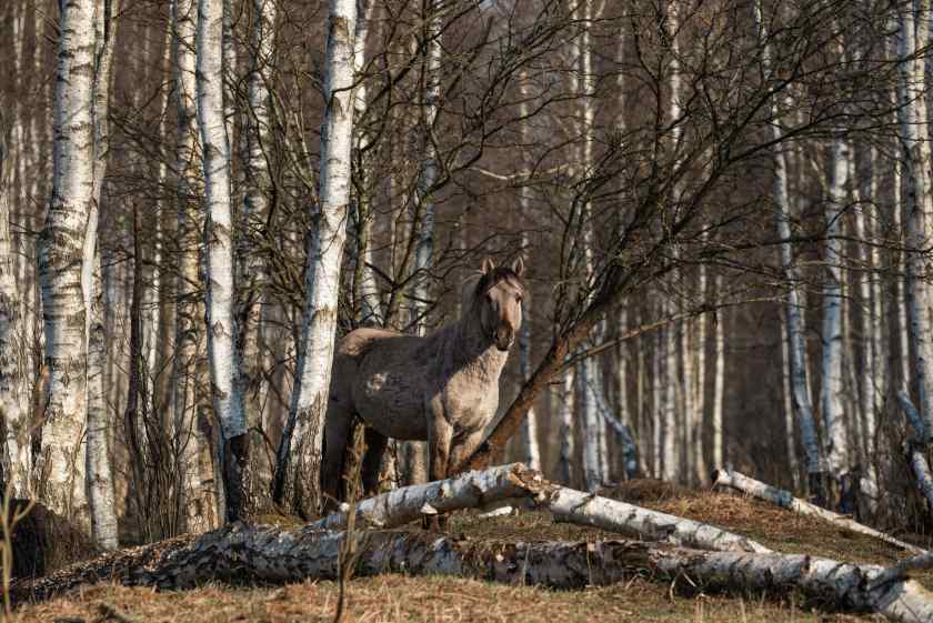 Фото Налибокской пущи