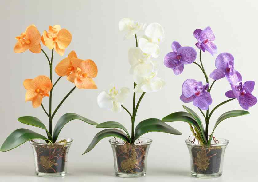 Как пересадить орхидею в новый горшок?